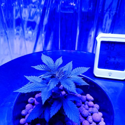 Wedding Crasher growlog timeline photo