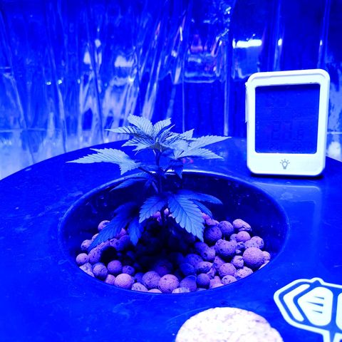 Wedding Crasher growlog timeline photo