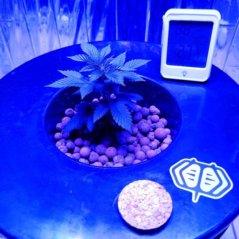 Wedding Crasher growlog timeline photo