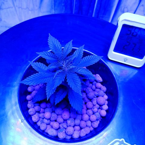 Wedding Crasher growlog timeline photo