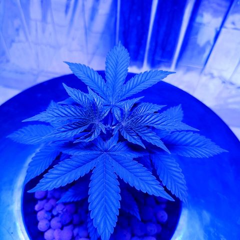 Wedding Crasher growlog photo: La planta tuvo un par de semanas un poco truncada porque no hice bien el transplante, las raíces estaban manchadas y amarillentas y la.planta no crecía pero la salvé haciendo algunos lavados etc y la planta empezó a crecer y las raíces mejoraron 