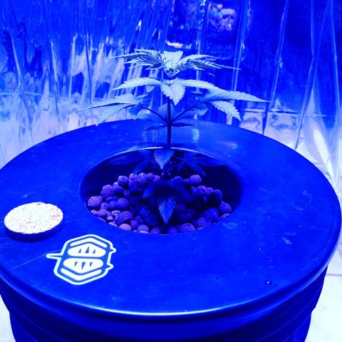 Wedding Crasher growlog photo: La planta tuvo un par de semanas un poco truncada porque no hice bien el transplante, las raíces estaban manchadas y amarillentas y la.planta no crecía pero la salvé haciendo algunos lavados etc y la planta empezó a crecer y las raíces mejoraron 
