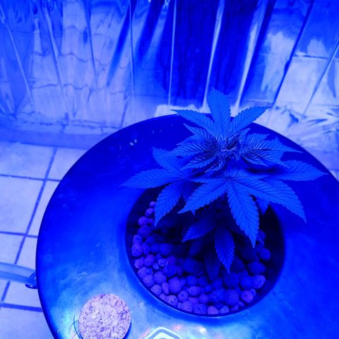 Wedding Crasher growlog photo: La planta tuvo un par de semanas un poco truncada porque no hice bien el transplante, las raíces estaban manchadas y amarillentas y la.planta no crecía pero la salvé haciendo algunos lavados etc y la planta empezó a crecer y las raíces mejoraron 