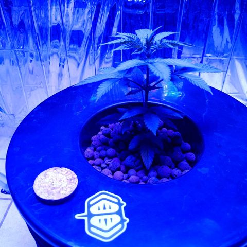 Wedding Crasher growlog photo: La planta tuvo un par de semanas un poco truncada porque no hice bien el transplante, las raíces estaban manchadas y amarillentas y la.planta no crecía pero la salvé haciendo algunos lavados etc y la planta empezó a crecer y las raíces mejoraron 