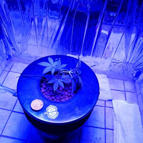 Wedding Crasher growlog timeline photo