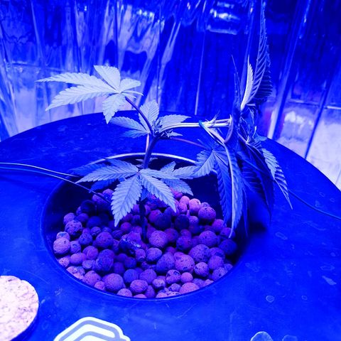 Wedding Crasher growlog timeline photo