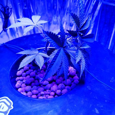 Wedding Crasher growlog timeline photo