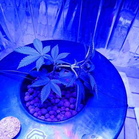 Wedding Crasher growlog timeline photo