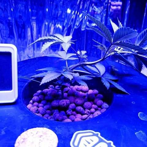 Wedding Crasher growlog timeline photo