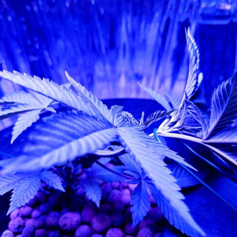 Wedding Crasher growlog timeline photo