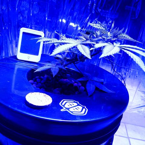 Wedding Crasher growlog timeline photo