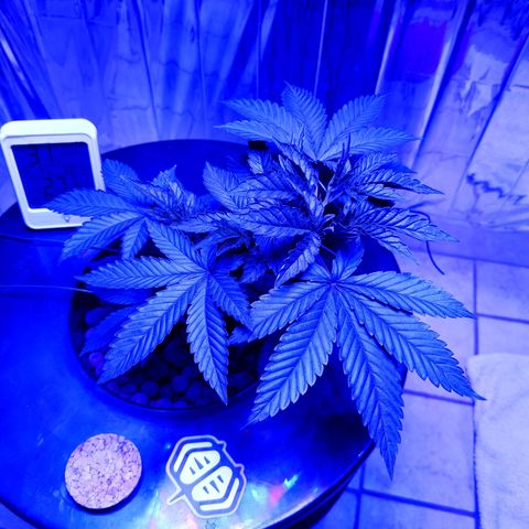 Wedding Crasher growlog timeline photo