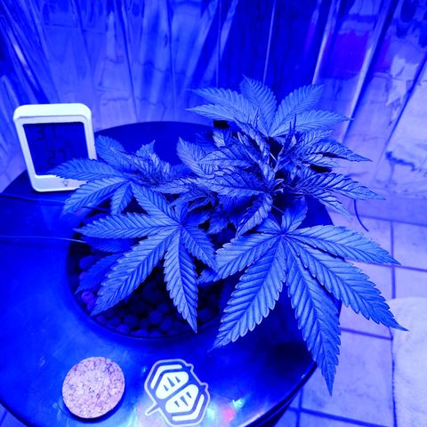 Wedding Crasher growlog timeline photo