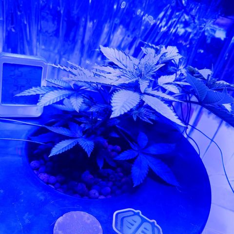 Wedding Crasher growlog timeline photo