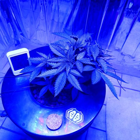 Wedding Crasher growlog timeline photo