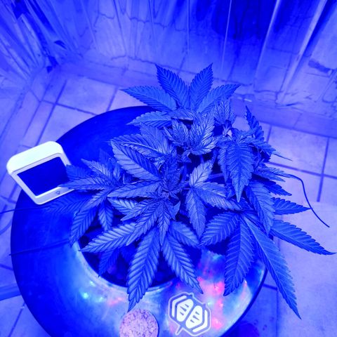 Wedding Crasher growlog timeline photo