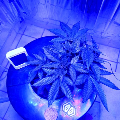 Wedding Crasher growlog timeline photo