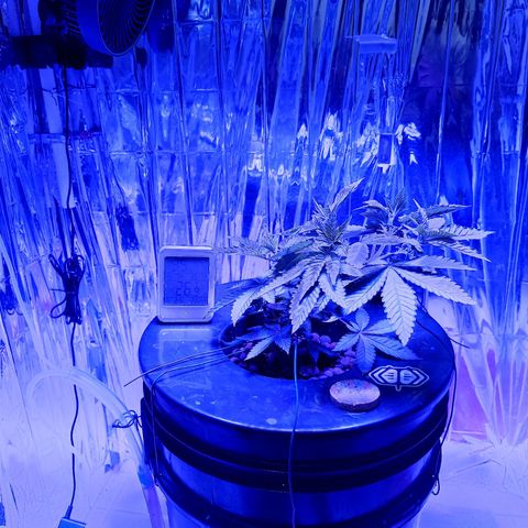 Wedding Crasher growlog timeline photo