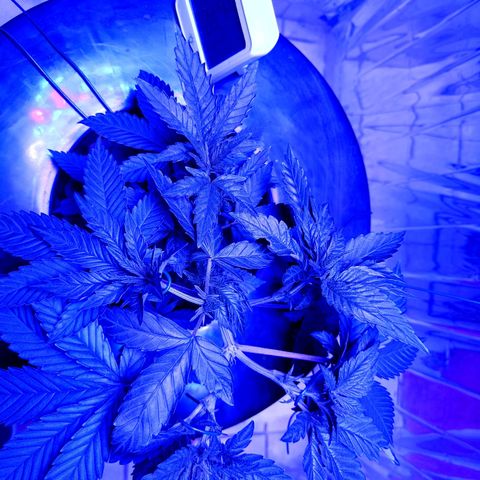 Wedding Crasher growlog timeline photo