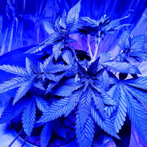 Wedding Crasher growlog timeline photo
