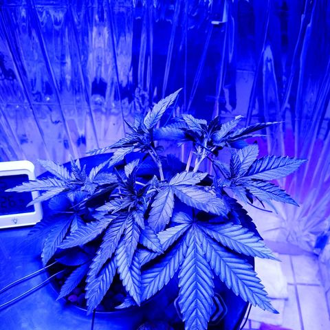 Wedding Crasher growlog timeline photo