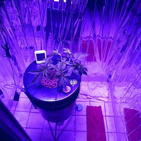Wedding Crasher growlog timeline photo