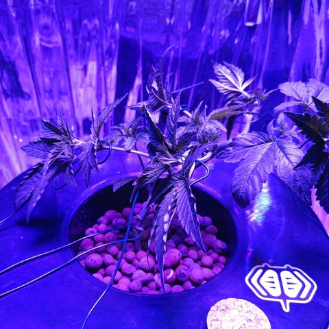 Wedding Crasher growlog timeline photo