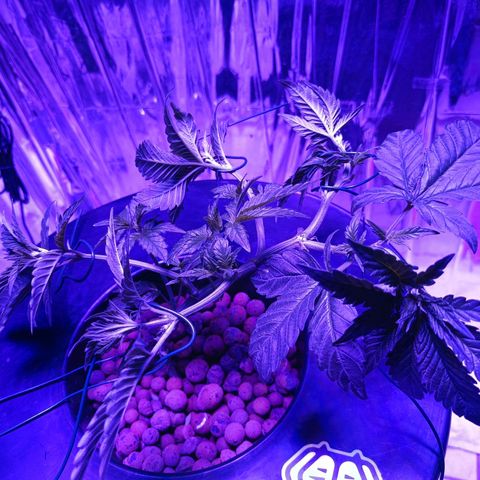 Wedding Crasher growlog timeline photo