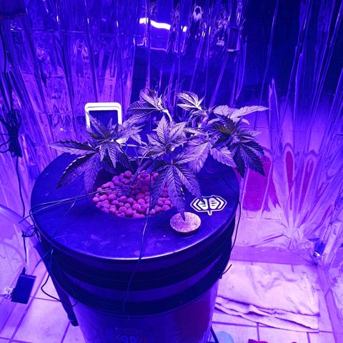 Wedding Crasher growlog timeline photo