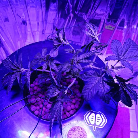 Wedding Crasher growlog timeline photo