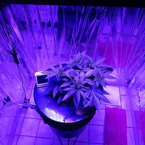 Wedding Crasher growlog timeline photo
