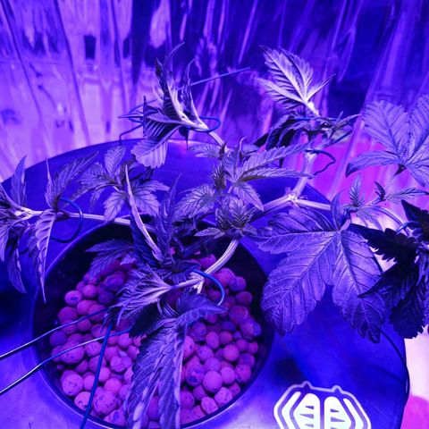 Wedding Crasher growlog timeline photo