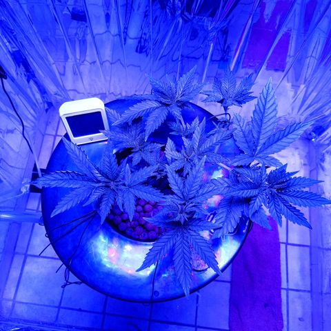 Wedding Crasher growlog timeline photo