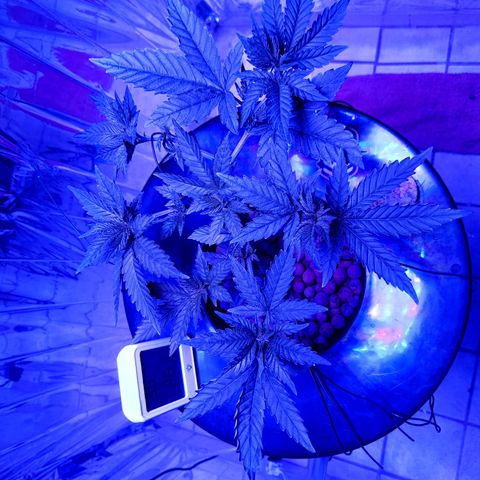 Wedding Crasher growlog timeline photo