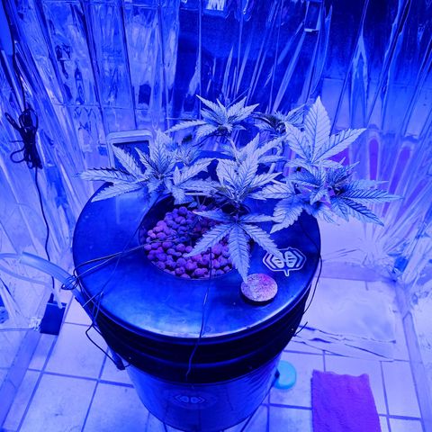 Wedding Crasher growlog timeline photo