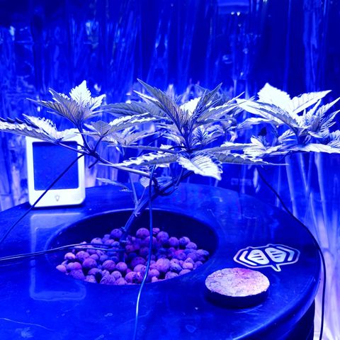 Wedding Crasher growlog timeline photo