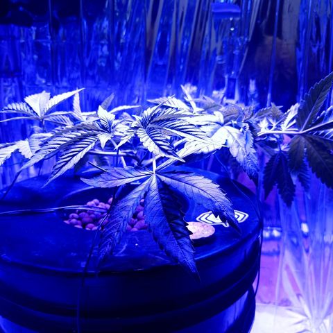 Wedding Crasher growlog timeline photo