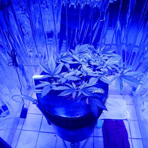 Wedding Crasher growlog timeline photo