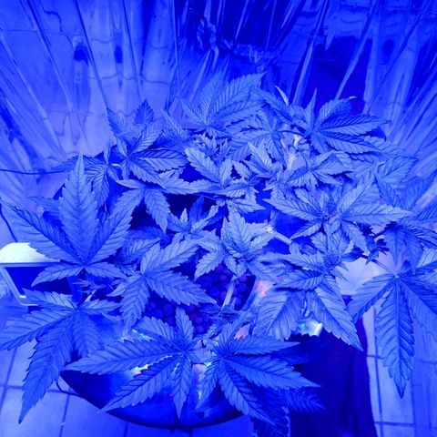 Wedding Crasher growlog timeline photo