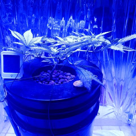 Wedding Crasher growlog timeline photo