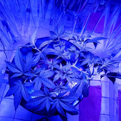 Wedding Crasher growlog timeline photo