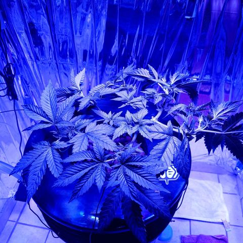 Wedding Crasher growlog timeline photo