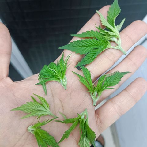 Wedding Crasher growlog timeline photo