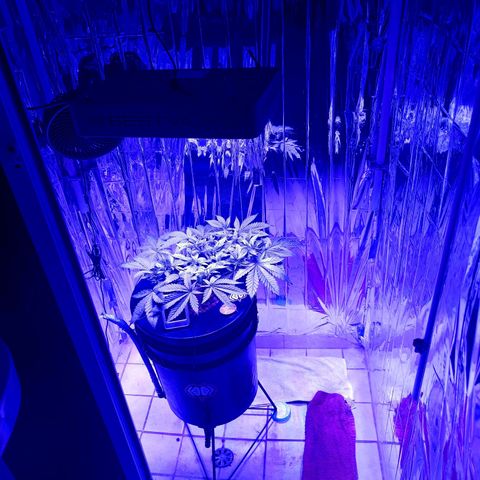 Wedding Crasher growlog timeline photo