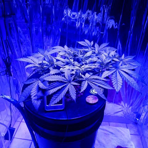 Wedding Crasher growlog timeline photo