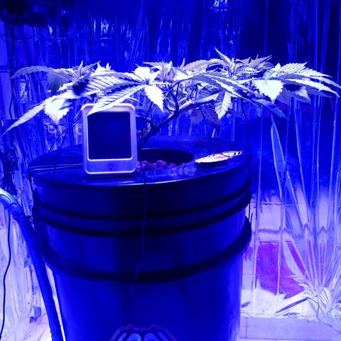 Wedding Crasher growlog timeline photo