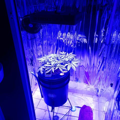 Wedding Crasher growlog timeline photo