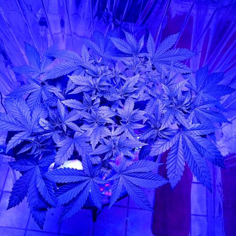 Wedding Crasher growlog timeline photo