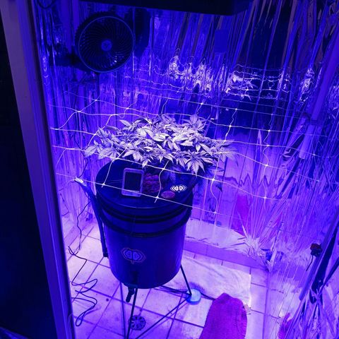 Wedding Crasher growlog timeline photo