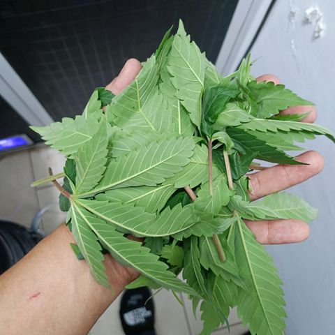 Wedding Crasher growlog timeline photo